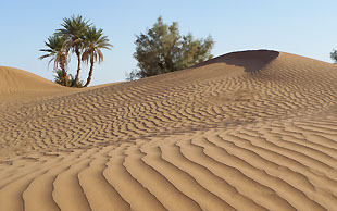 Sicher führen die Berber die Karawane durch das Dünengebiet, Vallée du Drâa,Marokko