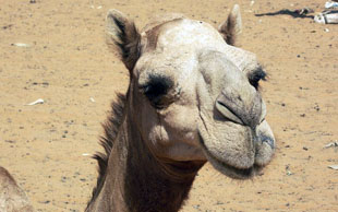 Kamel, Omdurman, Sudan