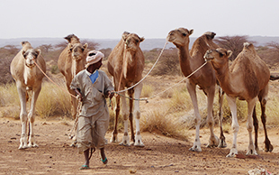 Ein Chamelier holt die Dromedare von der Weide, Mauretanien