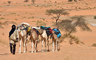 Ein Nomade unterwegs mit Lastkamelen, Sahara, Mauretanien