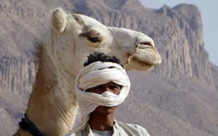 Tuareg (Imuhar) mit einem Mehari (Reitdromedar)im Hoggar, Dromedare gehören zur Familie der Kamele, Sahara