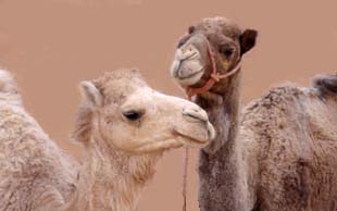 Dromedare gehören zur Familie der Kamele, Sahara, Marokko