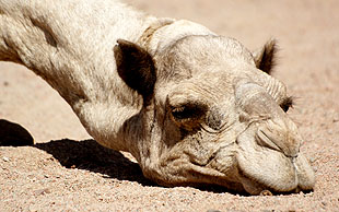 Auch auf dem Sinai sind die Dromedare ausdauernde und genügsame Tiere – Dromedare gehören zur Familie der Kamele, White Mountains, Nageb, St. Katharina, Südsinai