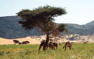 Nach ausgiebigen Regenfällen sind die Weiden fett und gross für die Herden der Kel Ahnet – Kel heisst Leute auf Tamahaq, Adrar Ahnet, Algerien