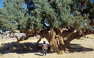 Je nach Quelle gibt es noch 153 bis 213 Sahara-Zypressen auf dem Tassili N'Ajjer -  sie sind Teil des UNESCO-Welterbes und sind leider vom Aussterben bedroht, Algerien