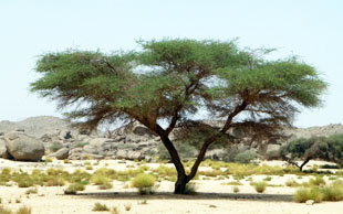 Die Akazie ist u.a. in der Sahara heimisch und ihr Holz ist hier heiss begehrt, Südalgerien