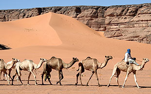 Das Mehari ist ein von den Tuareg speziell zum Reiten gezüchtetes hochbeiniges Dromedar, Algerien