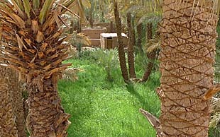In den Oasen werden im Schatten der Dattelpalmen Gemüsegärten angelegt – ein uraltes  Bewässerungssystem (Foggara) sorgt für eine ausreichende Wasserversorgung, Marokko