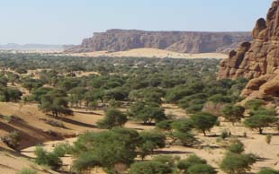 Akazienwald bei Archei, Tschad