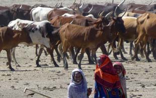 Nomadenmädchen mit Rindern, Tschad