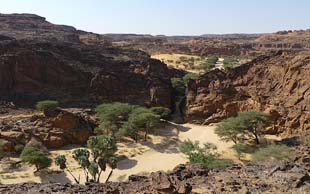 Wadi mit Doumpalmen und Akazien , Tschad