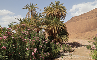 Oase mit Palmen und Oleander, Foum Chenna, Marokko