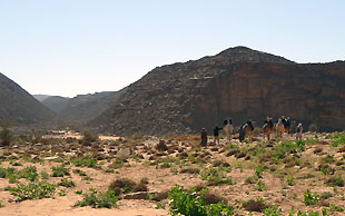  Oben auf dem Tassili (Felsplateau) zieht die Karawane durch den Oued Tissedoit, Algerien