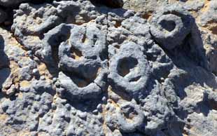  Fossilien – versteinerte Stängel, sehr wahrscheinlich von Schilf (Querschnitt), Tassili Immidir, Algerien