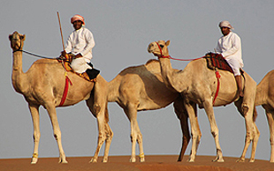 Kamelreiten im Oman