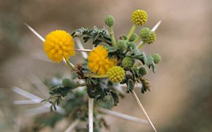 Blüten der Akazie, Libyen