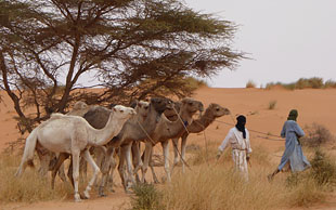 Die Dromedare werden von der Weide geholt, Mauretanien