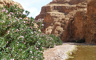 Fast überall wachsen dem Fluss entlang grosse Büsche Oleander und Schilf, M'Goun, Marokko