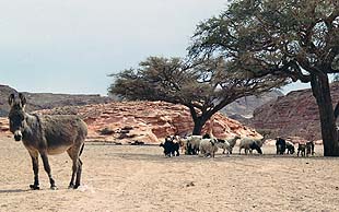 Die Tiere der Bedus können sich gut den Bedingungen in der Wüste anpassen: Esel, Schafe und Ziegen, Sinai