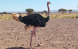 freilebender Strauss, Sahara Südmarokko