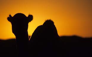 Dromedar im Sonnenuntergang in der Wüste von Tunesien