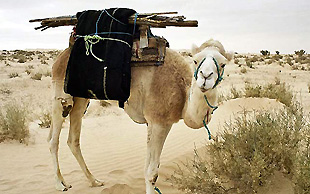 Ein junges Dromedar wird an Gepäck gewöhnt, bis ein Tier später geritten werden kann, dauert es 5–8 Jahre, Erg Oriental, Tunesien