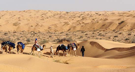 Sicher führen die Beduinen die Karawane durch den Grand Erg Oriental, Tunesien