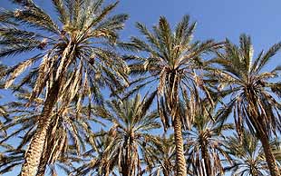 Die Oase Douz ist bekannt für ihre Palmenhaine und für ausgezeichnete Datteln, Grand Erg Oriental, Tunesien