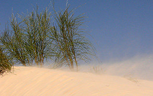 Tamarisken kommen in der Sahara als Bäume und als Sträucher vor