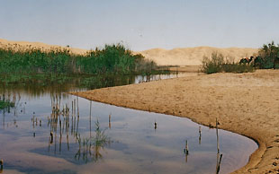 Aus einer warmen, leicht schwefeligen Quelle sprudelt Wasser und bildet den Lac Houdate, Dekanis, Grand Erg Oriental, Tunesien