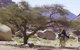 Granitkolosse, Akazien und Grünzeug im Wadi, welches auf das Plateau der White Mounains führt, Sinai