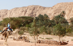 In der Oase Ain Khudra hält die Karawane im Schatten von Palmen an für  Kaffee oder Tee. Kaffee ist bei den Beduinen im Nahen Osten sehr beliebt, White Mountains, Sinai