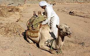 Das Gepäck beim Trekking St. Katharina wird von Packkamelen getragen, Sinai